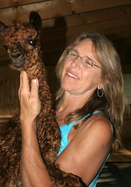 massage for alpacas with heart, mind and tail animal massage