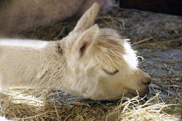 heart, mind and tail animal massage, windsor, vt