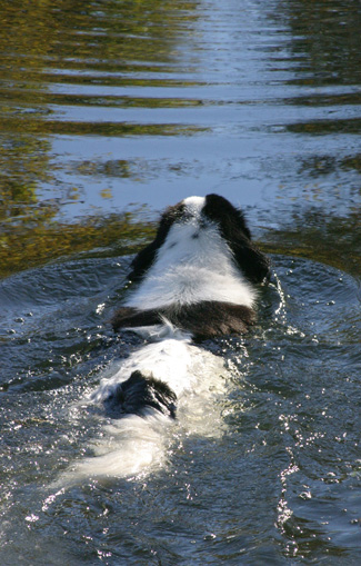 heart, mind and tail animal massage, windsor, vt