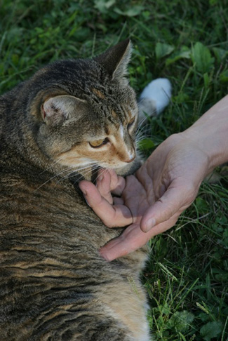 heart, mind and tail animal massage, windsor, vt